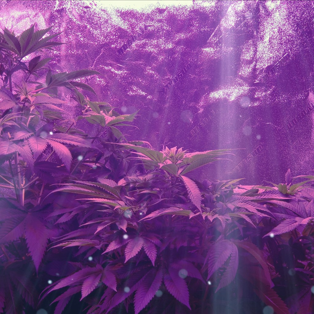 Cannabis Plants growing during the vegetation stage of the cannabis life cycle 