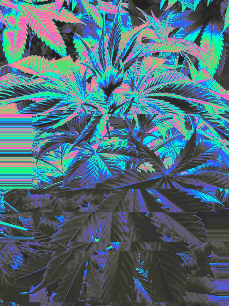 Cannabis Plant image that has been edited and features a glitch effect with  any colors 