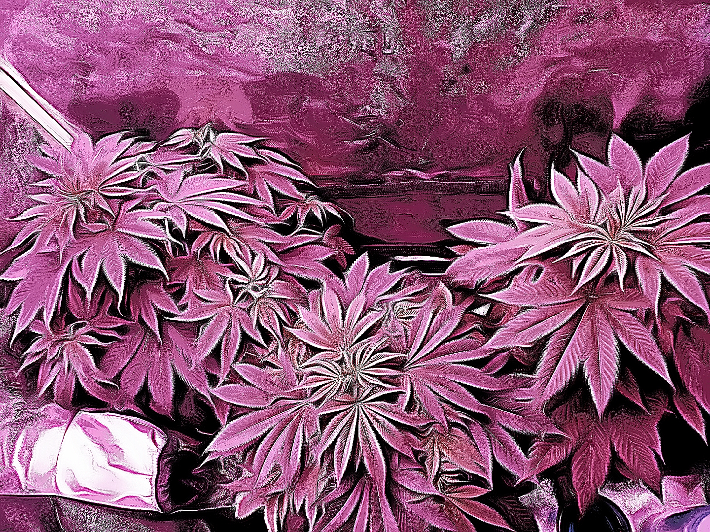 Edited photograph of cannabis plants during vegetation stage