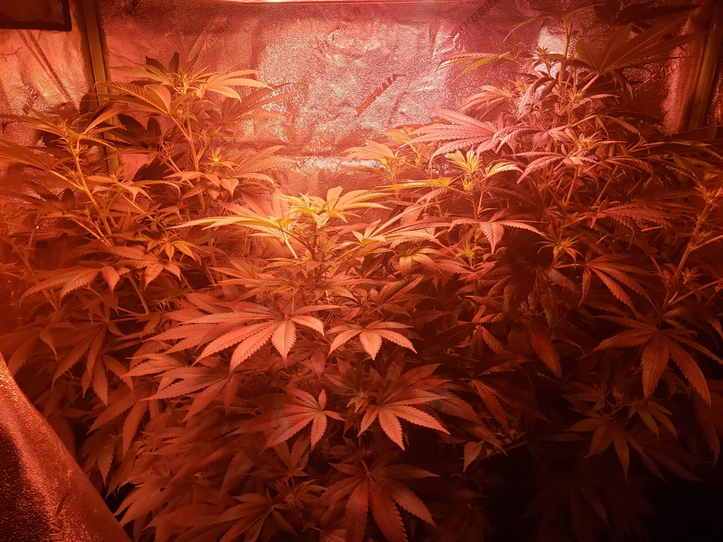 Cannabis Grow Environment With White Widow 2021-2022
