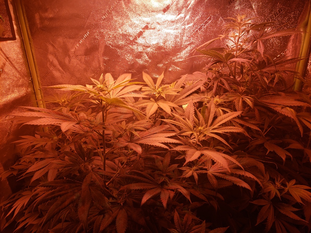 Cannabis Grow Environment 2021-2022