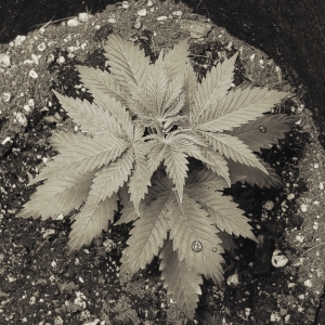 Edited image of a cannabis Plant during vegetation stage 